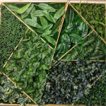 Geometric Foliage Wall