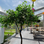 XL Floor Standing Ficus Tree