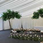 Ficus Canopy Tree