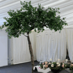 Ficus Canopy Tree